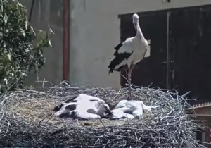 Obraz podglądu z kamery internetowej Storks Žichlínek